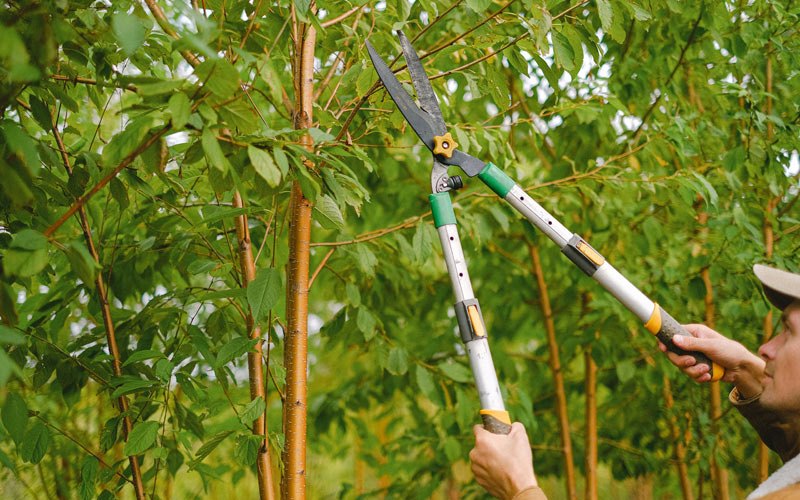 Tree trimming in Holden, WV