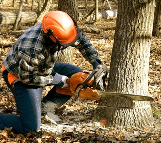 Tree Removal in Holden, WV
